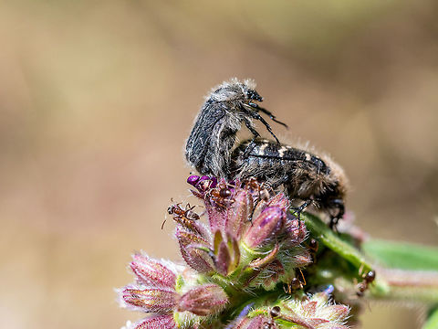 Apple Blossom Beetle