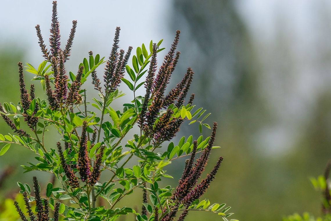 False Indigo Bush. Amorpha fruticosa. Small Purple Blooms. Amorpha fruticosa or desert false indigo false indigo-bush and bastard indigobush purple flowers close-up.  Honey and medicinal plants in Europe. Amorpha fruticosa,Bulgaria,False Indigo Bush,amorpha,apis,bastard,bee,botany,bush,close,closeup,desert,europe,fabaceae,false,flora,floral,flower,fruticosa,garden
