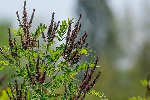 False Indigo Bush. Amorpha fruticosa. Small Purple Blooms. Amorpha fruticosa or desert false indigo false indigo-bush and bastard indigobush purple flowers close-up.  Honey and medicinal plants in Europe. Amorpha fruticosa,Bulgaria,False Indigo Bush,amorpha,apis,bastard,bee,botany,bush,close,closeup,desert,europe,fabaceae,false,flora,floral,flower,fruticosa,garden