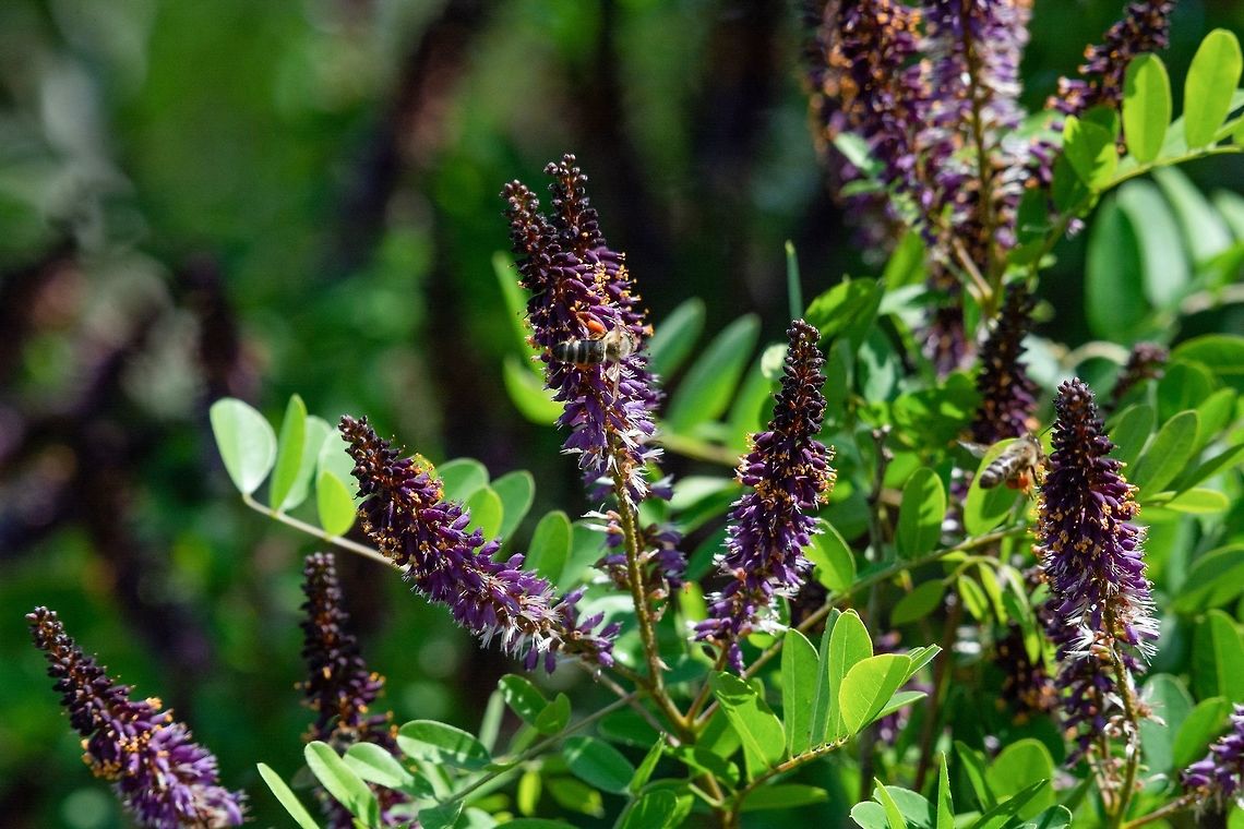 False Indigo Bush. Amorpha fruticosa. Small Purple Blooms. Amorpha fruticosa or desert false indigo false indigo-bush and bastard indigobush purple flowers close-up.  Honey and medicinal plants in Europe. Amorpha fruticosa,Bulgaria,False Indigo Bush,amorpha,apis,bastard,bee,botany,bush,close,closeup,desert,europe,fabaceae,false,flora,floral,flower,fruticosa,garden