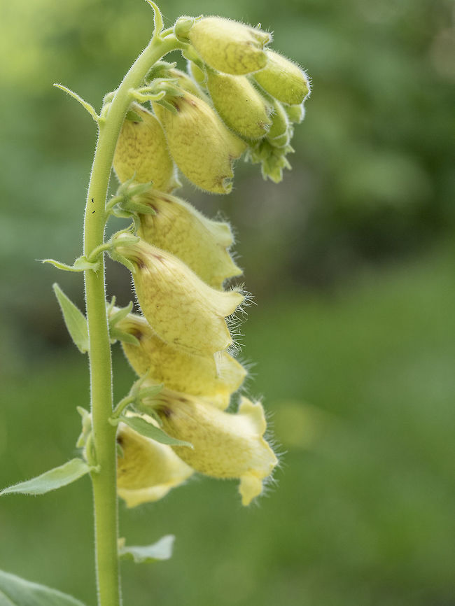 Digitalis lanata wooly foxglove flower Digitalis lanata wooly foxglove flower plant closeup on natural background Bulgaria,Digitalis lanata,Geotagged,Spring,Woolly foxglove,bloom,blossom,botany,cardiac,closeup,digitalis,drug,fibrillation,flora,flower,foxglove,heart,lanata,pharma,pharmaceutical