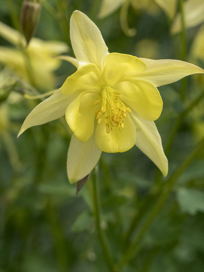 Digitalis purpurea flower Digitalis purpurea flower in bloom in the garden Bulgaria,Geotagged,bloom,blooming,blossom,botany,closeup,colorful,detail,digitalis,flora,floral,florescence,flower,foxglove,garden,green,herb