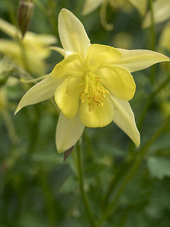 Digitalis purpurea flower Digitalis purpurea flower in bloom in the garden Bulgaria,Geotagged,bloom,blooming,blossom,botany,closeup,colorful,detail,digitalis,flora,floral,florescence,flower,foxglove,garden,green,herb