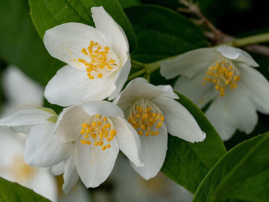 Sweet mock-orange English dogwood(Philadelphus coronarius) .Shal Sweet Mock-orange or English Dogwood -Philadelphus coronarius- Flowers with Four Petals.  Note: Shallow depth of field Bulgaria,English,Gardening,Geotagged,Philadelphus coronarius,Sweet Mock-orange,agricultural,arboretum,background,beautiful,beauty,bloom,blooming,blossom,botanical,bush,coronarius,decor,decoration,dogwood