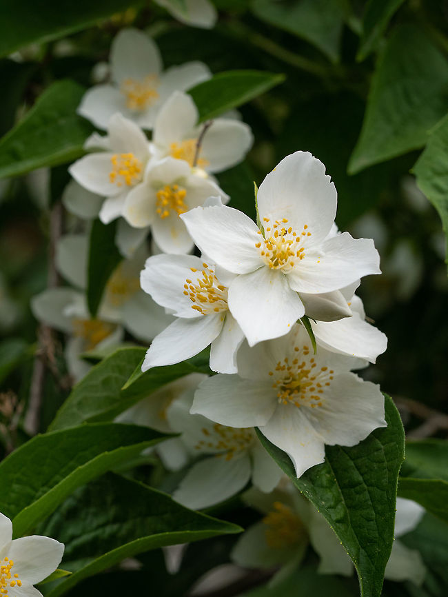 Sweet mock-orange English dogwood(Philadelphus coronarius) Sweet Mock-orange or English Dogwood -Philadelphus coronarius- Flowers with Four Petals.  Note: Shallow depth of field Bulgaria,English,Gardening,Philadelphus coronarius,Sweet Mock-orange,agricultural,arboretum,background,beautiful,beauty,bloom,blooming,blossom,botanical,bush,coronarius,decor,decoration,dogwood,flora