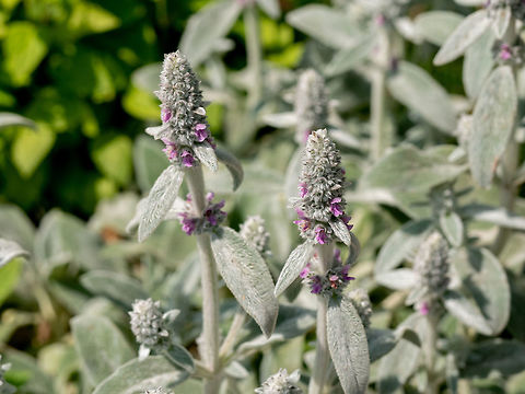 Thymus Citriodorus (Lemon thyme or Citrus thyme) in the garden Close up of Thymus Citriodorus (Lemon thyme or Citrus thyme) ** Note:Selective focus Bulgaria,Geotagged,bed,close-up,cultivated,eating,flower,food,formal,garden,green,healthy,herb,herbal,ingredient,leaf,medicine,nature