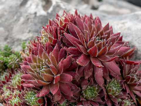 Sempervivum flower(Sempervivum arachnoideum) in the garden Macro photo of Sempervivum flower(Sempervivum arachnoideum) ** Note: Shallow depth of field Bulgaria,Sempervivum arachnoideum,arachnoideum,background,beautiful,blooming,botanical,botany,closeup,crassulaceae,decorative,detail,flora,floral,flower,garden,gardening,green,growing,houseleek