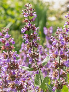 Sage, (Salvia Officinalis) , in organic garden. Medicinal herb,  Salvia officinalis (Sage also called Garden sage or Common sage) is a perennial evergreen subshrub. Bulgaria,Salvia Officinalis,Salvia officinalis,alternative,aroma,aromatherapy,aromatic,background,beauty,botanical,closeup,cosmetics,cup,essence,food,fresh,garden,garnish,green,healthy