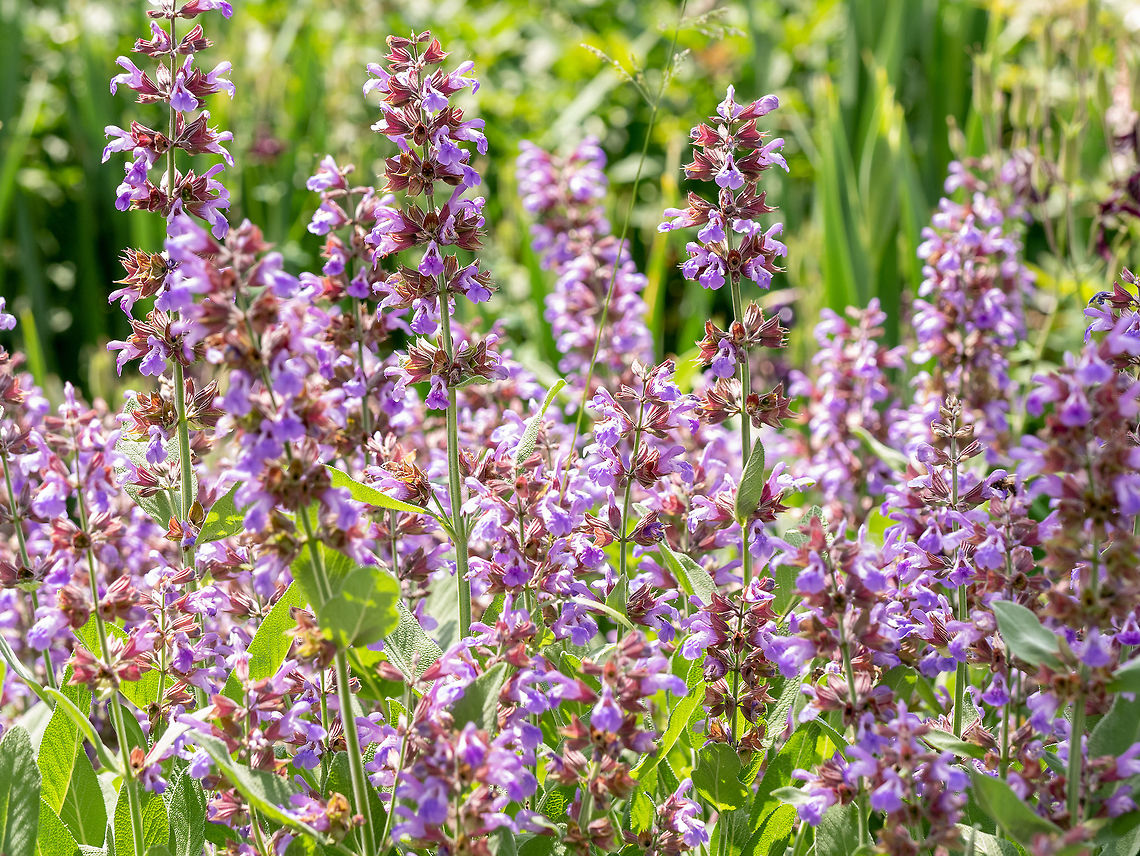 Sage, (Salvia Officinalis) , in organic garden. Medicinal herb,  Salvia officinalis (Sage also called Garden sage or Common sage) is a perennial evergreen subshrub. Bulgaria,Salvia Officinalis,Salvia officinalis,alternative,aroma,aromatherapy,aromatic,background,beauty,botanical,closeup,cosmetics,cup,essence,food,fresh,garden,garnish,green,healthy