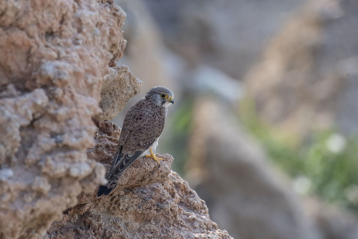 Common Kestrel (Falco tinnunculus) sitting on the rock Falco tinnunculus - Common Kestrel sitting on rock Common Kestrel,Cyprus,Falco tinnunculus,Geotagged,animal,beak,bird,blue,close,closeup,common,eagle,falco,falcon,feather,female,flight,fly,freedom,hawk