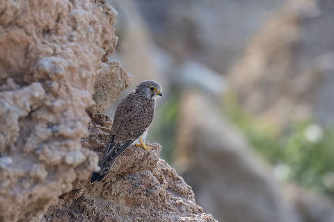 Common Kestrel (Falco tinnunculus) sitting on the rock Falco tinnunculus - Common Kestrel sitting on rock Common Kestrel,Cyprus,Falco tinnunculus,Geotagged,animal,beak,bird,blue,close,closeup,common,eagle,falco,falcon,feather,female,flight,fly,freedom,hawk