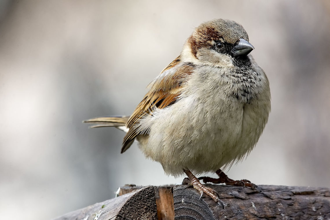House Sparrow Passer domesticus in natural background Beautiful little sparrow bird in natural background. Generally, sparrows are small, plump, brown-grey birds with short tails and stubby, powerful beaks. Bulgaria,Geotagged,House sparrow,Passer domesticus,Passeridae,animal,autumn,background,bird,branch,bright,brown,city,common,countryside,cute,domestic,domesticus,environment,european