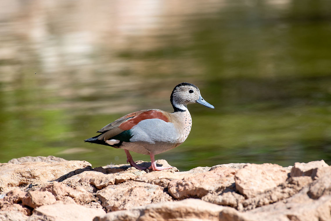 Ringed teal (Callonetta leucophrys). Wildlife animal in nature Ringed teals are one of the smallest duck species at around 15 inches long. Males and<br />
females are dimorphic, having different colored feathers<br />
 Callonetta leucophrys,Cyprus,Ringed Teal,america,american,anatidae,animal,anseriformes,aves,bird,callonetta,duck,fauna,female,forest,jungle,lake,leucophrys,life,natural