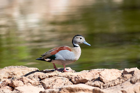 Ringed teal (Callonetta leucophrys). Wildlife animal in nature Ringed teals are one of the smallest duck species at around 15 inches long. Males and
females are dimorphic, having different colored feathers
 Callonetta leucophrys,Cyprus,Ringed Teal,america,american,anatidae,animal,anseriformes,aves,bird,callonetta,duck,fauna,female,forest,jungle,lake,leucophrys,life,natural
