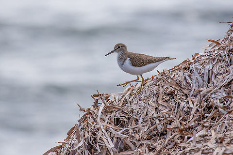 Common sandpiper (Actitis hypoleucos) looking for food during mi Common Sandpiper on the shore (Actitis hypoleucos) Actitis hypoleucos,Common sandpiper,Cyprus,actitis,animal,april,beach,beak,beautiful,bird,birdwatching,breeding,coast,colorful,common,common-sandpiper,commonsandpiper,cyprus,europe,european