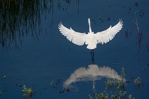 Great white egret (Ardea alba) during landing on a misty day Great Egret (Ardea alba) standing on shoaliness Ardea alba,Bulgaria,Great egret,adult,alba,america,american,animal,ardea,bird,breeding,common,darling,ding,egret,feather,fish-eating,flying,great,heron