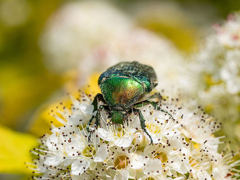 Big green beetle (Cetonia aurata) on flower bud.Macro photo Cetonia aurata or Green Chafer beetle on a flower. Shallow depth of field Bulgaria,Cetonia,Cetonia aurata,Geotagged,Rose chafer,aurata,beetle,blue,cardi,cardone,cardoni,cardoon,cardunculus,carduni,chafer,cynara,decorative,family,garden,green