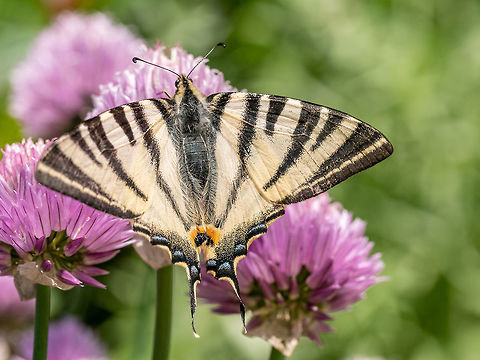 The butterfly scarce swallowtail (Iphiclides podalirius) Close up photo of scarce swallowtail (Iphiclides podalirius).Colecting polen from  grass plant chives (Allium schoenoprasum) Bulgaria,Geotagged,Iphiclides podalirius,Scarce Swallowtail,allium,animal,antenna,background,beautiful,black,blossom,blue,butterfly,closeup,color,colorful,entomology,flower,green,insect