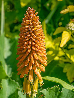 Red hot poker (Kniphofia linearifolia) flower Macro photo of Red hot poker (Kniphofia linearifolia). National flower of Lesotho. Shallow depth of field Bulgaria,Kniphofia uvaria,africa,background,beautiful,beauty,blooming,blossom,blue,botanical,bright,close-up,flora,flower,kniphofia,linearifolia lesotho,orange,petal,poker,red