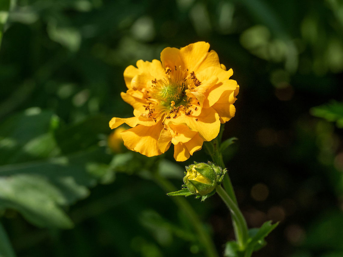 Close up of a dwarf yellow  avens flower ( Geum coccineum). Yellow flower of Geum coccineum (Scarlet avens). Shallow depth of field Bulgaria,Geotagged,Geum coccineum,avens,background,beautiful,beauty,blooming,blossom,blue,botanical,bright,close-up,coccineum,color,colorful,fabaceae,field,flora,floral