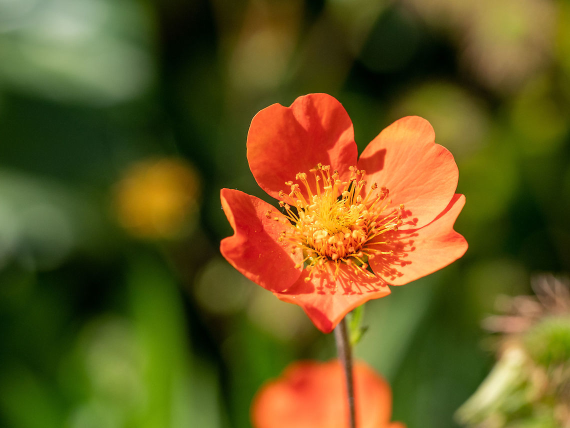 Close up of a dwarf orange avens flower ( Geum coccineum). Orange flower of Geum coccineum (Scarlet avens). Shallow depth of field Bulgaria,Geum coccineum,avens,background,beautiful,beauty,blooming,blossom,blue,botanical,bright,close-up,coccineum,color,colorful,fabaceae,field,flora,floral,flower