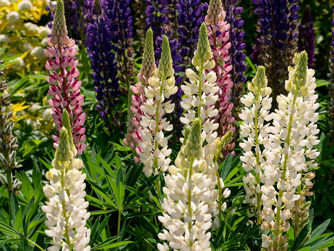Close up photo of Lupinus, commonly known as lupin or lupine. Lupine multilingual or Lupinus polyphyllus is a flowering plant of the legume family (Fabaceae). Bigleaf Lupine,Bulgaria,Lupinus polyphyllus,background,beautiful,beauty,big-leaved,blooming,blossom,blue,botanical,bright,close-up,color,colorful,fabaceae,field,flora,floral,flower