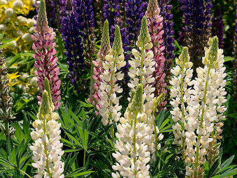 Close up photo of Lupinus, commonly known as lupin or lupine. Lupine multilingual or Lupinus polyphyllus is a flowering plant of the legume family (Fabaceae). Bigleaf Lupine,Bulgaria,Lupinus polyphyllus,background,beautiful,beauty,big-leaved,blooming,blossom,blue,botanical,bright,close-up,color,colorful,fabaceae,field,flora,floral,flower
