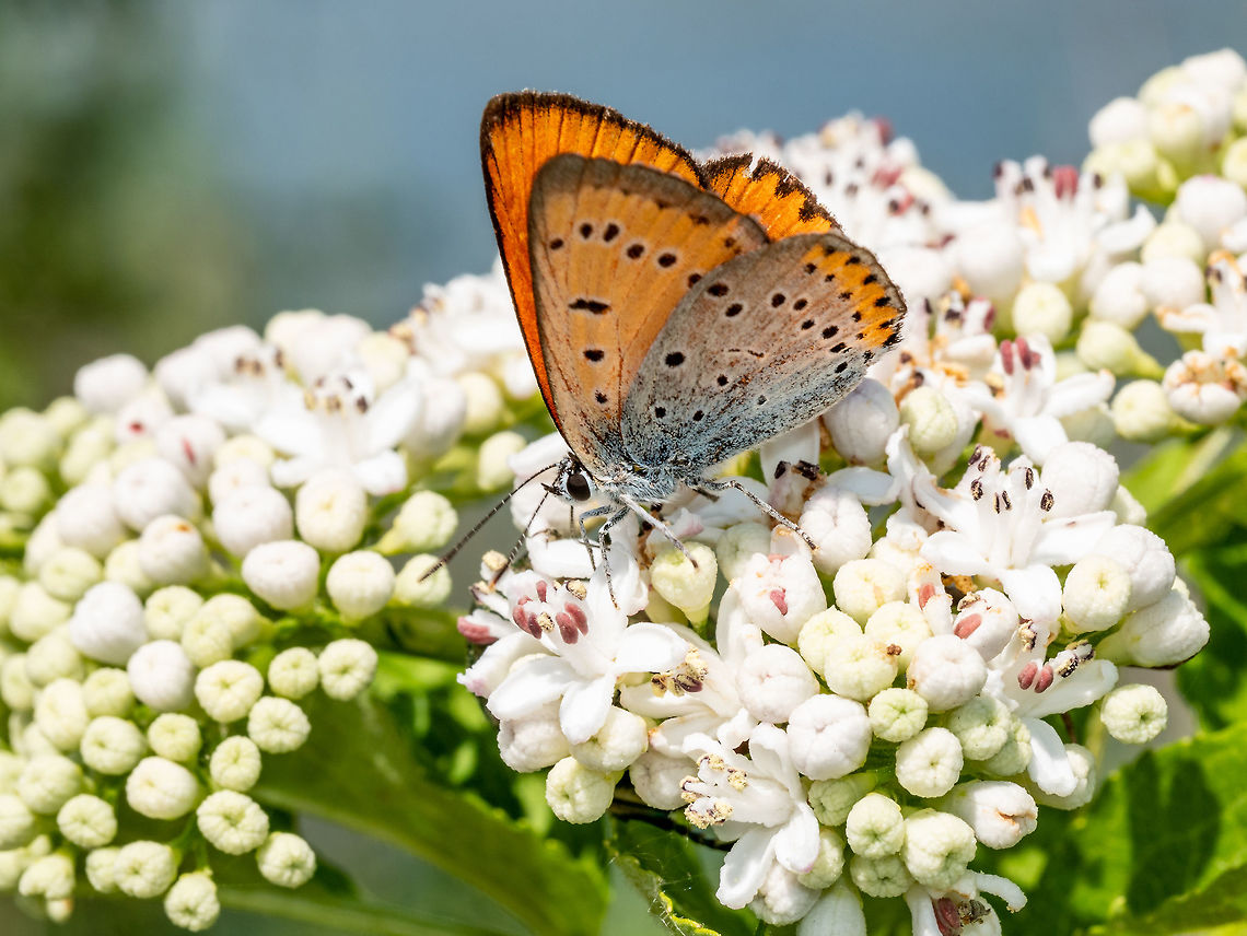 Butterfly (lycaena dispar) in natural habitat Large Copper Butterfly - Lycaena dispar Male. Selective focus. Bulgaria,Large Copper,Lycaena dispar,background,beautiful,beauty,botanical,butterfly,color,colorful,concept,detail,dispar,field,flying,fresh,garden,grass,green,group