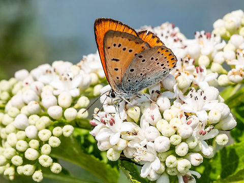 Butterfly (lycaena dispar) in natural habitat Large Copper Butterfly - Lycaena dispar Male. Selective focus. Bulgaria,Large Copper,Lycaena dispar,background,beautiful,beauty,botanical,butterfly,color,colorful,concept,detail,dispar,field,flying,fresh,garden,grass,green,group