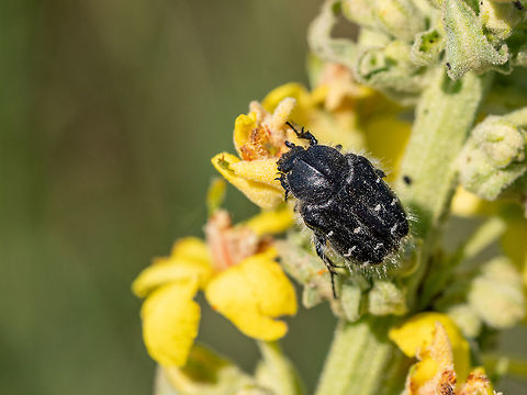 Close up of Tropinota hirta beetle crawling on yellow flower Macro photo of Tropinota hirta beetle. Note-Shallow depth of field Bulgaria,Tropinota hirta,animal,background,beautiful,beauty,beetle,black,brown,bug,close,close-up,closeup,color,front,green,insect,isolated,leaf,macro