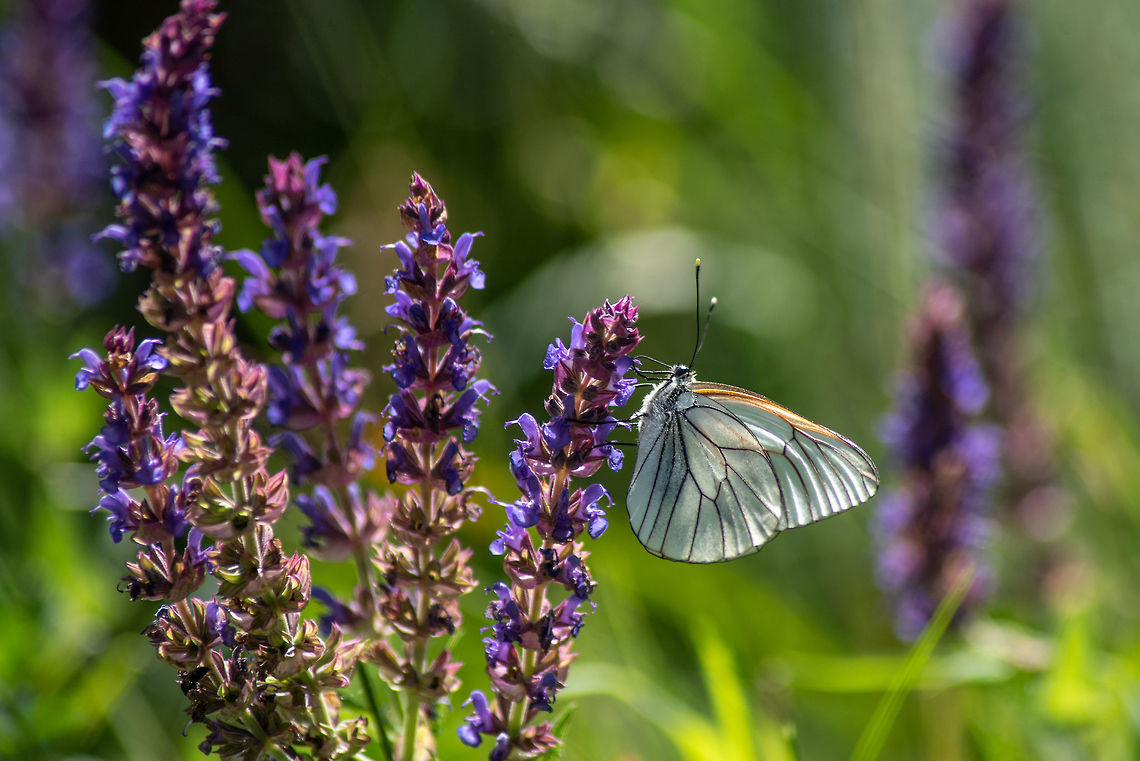 White butterfly Aporia crataegi. Aporia crataegi, Black Veined White butterfly feeding on wild flower with a beautiful green background Aporia crataegi,Black-veined white,Bulgaria,Geotagged,aporia,background,beautiful,black-veined,blossom,borboleta,botanical,bright,butterfly,close,close-up,closeup,color,crataegi,floral,flores