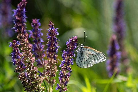 White butterfly Aporia crataegi. Aporia crataegi, Black Veined White butterfly feeding on wild flower with a beautiful green background Aporia crataegi,Black-veined white,Bulgaria,Geotagged,aporia,background,beautiful,black-veined,blossom,borboleta,botanical,bright,butterfly,close,close-up,closeup,color,crataegi,floral,flores
