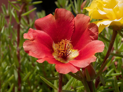 Portulace grandiflora flower in the garden Portulaca grandiflora is a plant species are distributed throughout Europe Bulgaria,Geotagged,Portulaca grandiflora,background,beautiful,beauty,bloom,blossom,botanical,color,common,decorative,dry,field,flora,floral,flower,fresh,garden,gardening