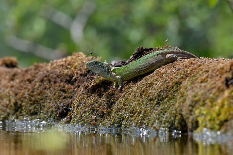 Green european lizard in nature. Green Lizard (Lacerta viridis) European green lizard (Lacerta viridis )in natural habitat, green lizard sunbathing. Bulgaria,European green lizard,Lacerta viridis,animal,background,beautiful,blue,brown,claw,close,close-up,closeup,cold,color,colored,creature,descriptive,desert,dinosaur,dragon