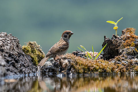 Eurasian tree sparrow (Passer Montanus) drinking from a small po Eurasian tree sparrow (Passer montanus) is a passerine bird in the sparrow family with a rich chestnut crown and nape and black patch on each pure white cheek  Eurasian Tree Sparrow,Passer montanus,animal,avian,background,beak,beautiful,bird,branch,brown,cloud,common,eurasian,eye,fauna,feather,flying,foliage,foot,forest
