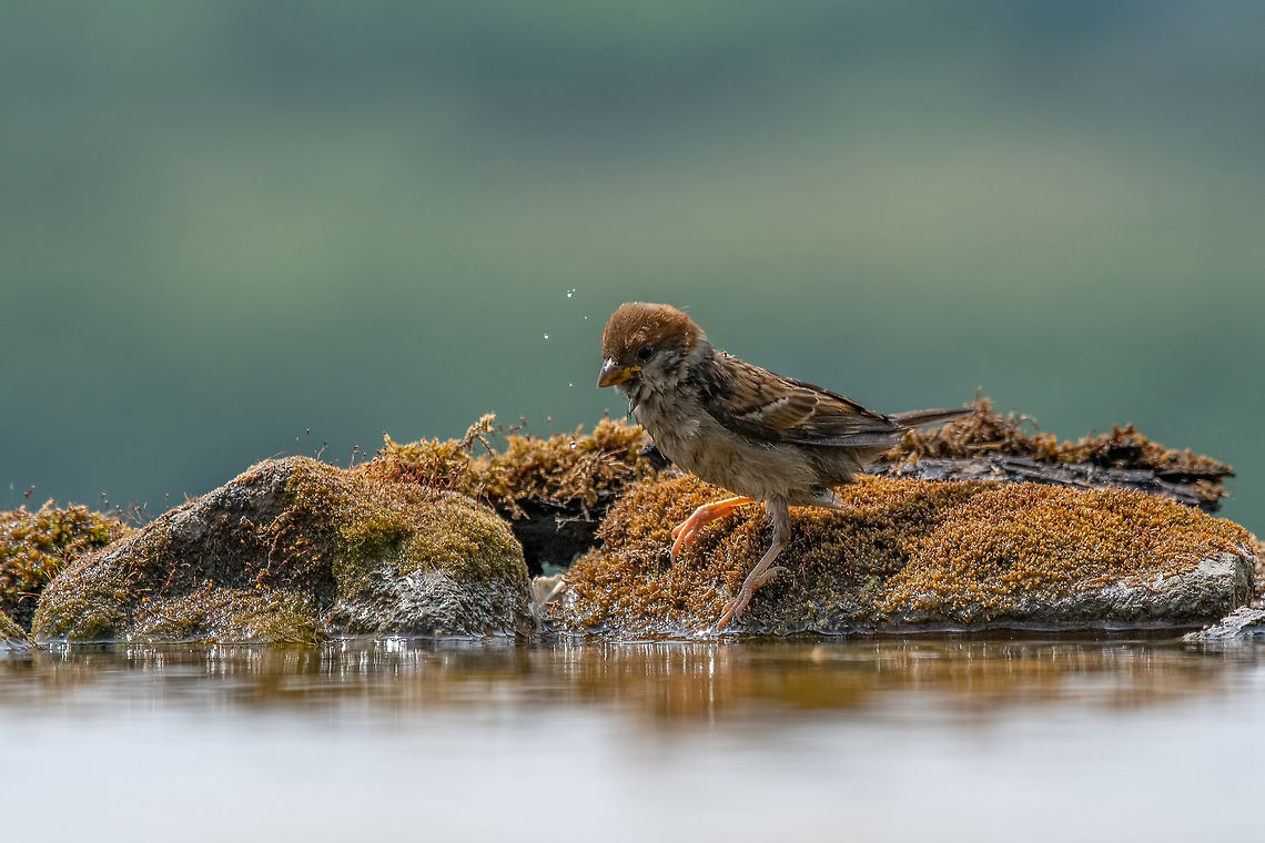 Eurasian tree sparrow (Passer Montanus) drinking from a small po Eurasian tree sparrow (Passer montanus) is a passerine bird in the sparrow family with a rich chestnut crown and nape and black patch on each pure white cheek  Bulgaria,Eurasian Tree Sparrow,Passer montanus,animal,avian,background,beak,beautiful,bird,branch,brown,cloud,common,eurasian,eye,fauna,feather,flying,foliage,foot