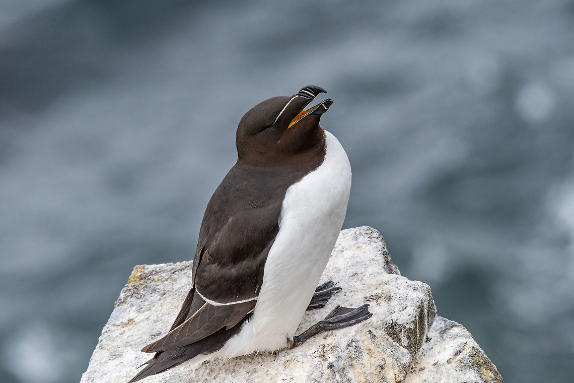 Razorbill (Alca torda) adult standing on rock of coastal cliff he species breeds on islands, rocky shores and cliffs on northern Atlantic coasts, in eastern North America as far south as Maine (U.S.A.), and in western Europe from north-west Russia to north-west France. North American birds migrate offshore and south, ranging from the Grand Banks of Newfoundland (Canada) to New England and New York  Alca torda,Geotagged,Razorbill,United Kingdom,animal,auk,bird,body,cliff,color,colour,copy,depth,field,front,full