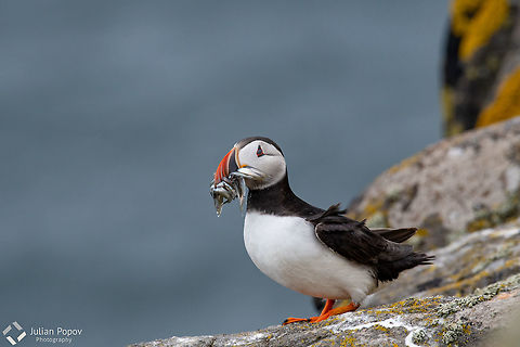 Atlantic Puffin  SCIENTIFIC NAME: Fratercula arctica Atlantic puffins spend most of their lives at sea, but return to land to form breeding colonies during spring and summer.  Atlantic Puffin,Fratercula arctica,Geotagged,United Kingdom,animal,arctica,atlantic,atlanticpuffin,background,beak,beautiful,beauty,bill,bird,black,cliff,colony,color,colorful,cute