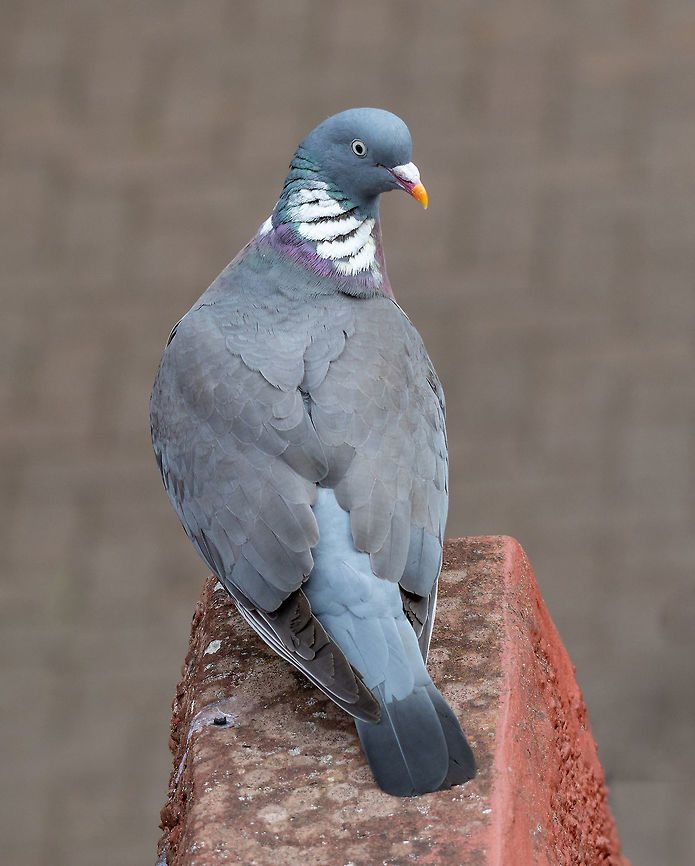Common Wood Pigeon(Columba palumbus) on a brick Common Wood Pigeon(Columba palumbus) Wild life animal Columba palumbus,Common Wood Pigeon,United Kingdom,animal,avian,background,beak,beautiful,bird,blue,branch,britain,british,cestrian,chester,columba,common,cuddly,cute,dove