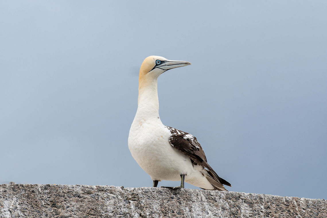 Northern gannet (Morus bassanus)juvenile on Bass rock Juvenile Northern gannet (Morus bassanus) on Bass rock Morus bassanus,Northern Gannet,United Kingdom,animal,arctic,aves,avian,background,bassanus,beak,bird,blue,canada,cliffs,coast,colony,europe,feather,flight,fly