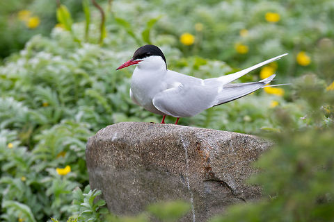 Close up of Arctic tern (Sterna paradisaea) in nature. The Arctic tern (Sterna paradisaea) is a long-distance migrant, making a staggering annual round-trip from its Arctic or northern temperate breeding range to the Antarctic where it spends winter Arctic tern,Sterna paradisaea,United Kingdom,animal,arctic,attraction,avian,beak,bird,breeding,britain,british,chicks,coast,coastal,daytime,east,eel,england,english