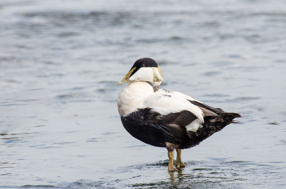 Common Eider Duck - Somateria mollissima Male Common Eider Duck - Somateria mollissima Male in the sea Common Eider,Somateria mollissima,United Kingdom,anatidae,animal,atlantic,beak,beautiful,bill,bird,blue,brown,close,close-up,closeup,colors,common,duck,eider,feather