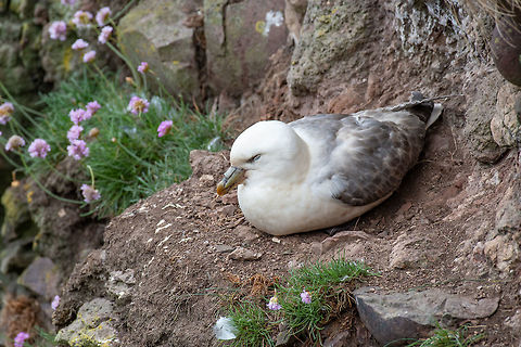 Fulmar (Fulmarus glacialis)  Nesting Fulmar (Fulmarus glacialis).Sea birds Fulmaris glacialis,Northern fulmar,United Kingdom,animal,arctic,avian,beak,beautiful,bill,bird,birdwatching,britain,british,close,close-up,coast,fauna,flight,fly,fulmar