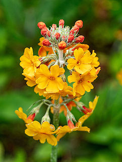 Candelabra primrose (Primula bulleyana )  from originally China Candelabra primrose (Primula bulleyana )  in wetland garden in spring season Primula bulleyana,United Kingdom,bog,candelabra,colour,flora,floral,flower,flowerbed,foliage,garden,green,head,horizontal,landscape,leaf,light,nature,pink,primrose