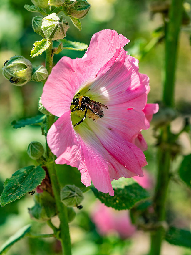 Close up photo of Rose of Sharon (Hibiscus syriacus ) Hibiscus Syriacus (Rose of Sharon) growing in it's natural setting with foliage in the background. Bulgaria,Geotagged,Hibiscus syriacus,Hibiscus syriacus ),american,beautiful,bloom,blossom,bush,campus,catholic,chicago,christian,city,closeup,college,county,education,flower,francis