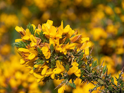 Close-up photo of a gorse bush covered in yellow flowers Flowering common gorse (Ulex europaeus) - a spiky thorn covered plant with bright yellow flowers Common Gorse,Geotagged,Ulex europaeus,United Kingdom,african,alternative,background,beautiful,beauty,bloom,blossom,blossoming,botanical,branch,bush,close,closeup,common,england,eulex