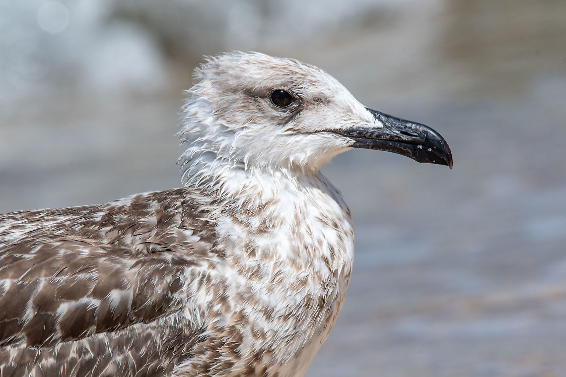 Juvenile yellow-legged gull (Larus michahellis) Portrait of Juvenile yellow-legged gull (Larus michahellis) bird in natural environment Greece,Larus michahellis,Yellow-legged gull,action,animal,background,beach,beak,beautiful,beauty,bird,birdwatching,blue,closeup,coast,cute,dive,feather,gull,head