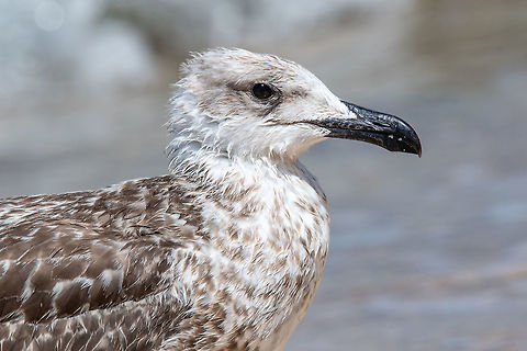 Juvenile yellow-legged gull (Larus michahellis) Portrait of Juvenile yellow-legged gull (Larus michahellis) bird in natural environment Greece,Larus michahellis,Yellow-legged gull,action,animal,background,beach,beak,beautiful,beauty,bird,birdwatching,blue,closeup,coast,cute,dive,feather,gull,head