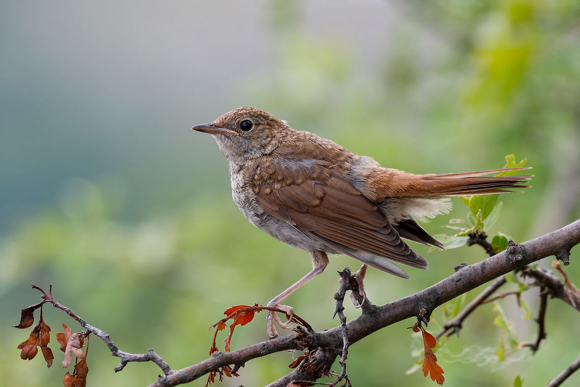 Common Nightingale(Luscinia megarhynchos) perched on a branch. A common nightingale in the shrub is sitting on a branch. Bird the Nightingale sings in the spring. Common nightingale,Luscinia megarhynchos,Serbia,animal,april,area,beak,bill,bird,birding,birdwatching,blossom,branch,brown,chats,close,coastal,common,curious,europe