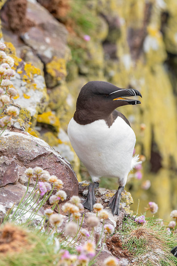 Razorbill (Alca torda) adult standing on rock Razorbill (Alca Torda) perched on the rocks in Scotland Alca torda,Razorbill,United Kingdom,alca,angle,animal,auk,beak,bird,body,cliff,color,colour,copy,depth,europe,field,front,full,horizontal